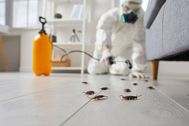 Commercial Kitchen Cockroach Control in Stuttgart